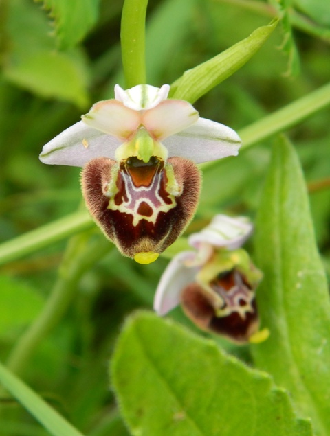 Ophrys appennina